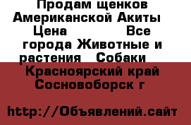 Продам щенков Американской Акиты › Цена ­ 25 000 - Все города Животные и растения » Собаки   . Красноярский край,Сосновоборск г.